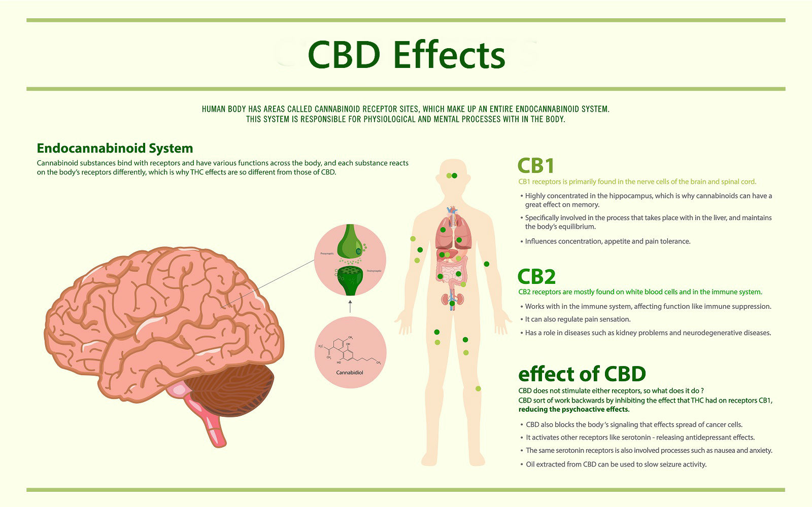 cbd effects on brain