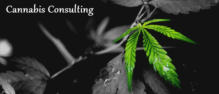 Cannabis Consulting