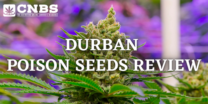 Durban Poison Seeds Review