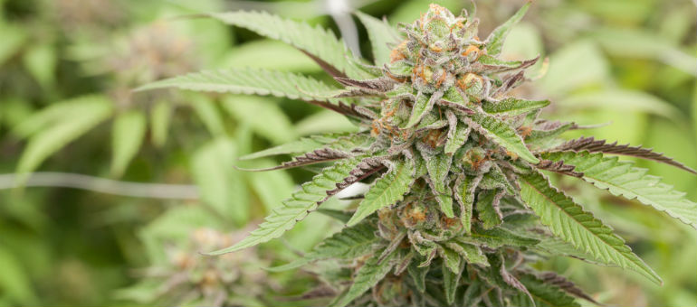 Girl Scout Cookies Marijuana Seeds Plant