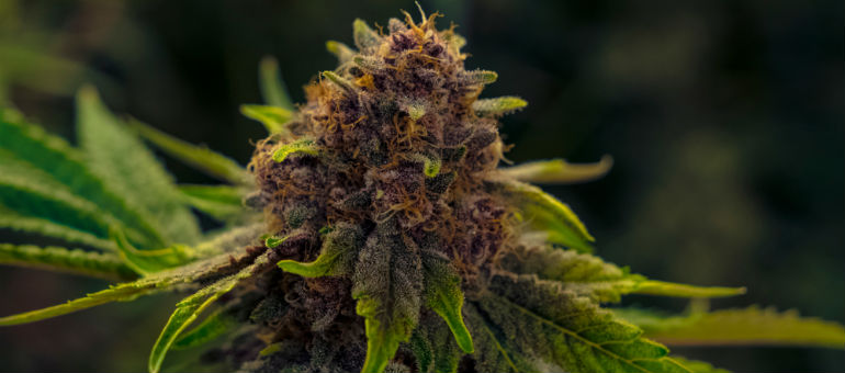 Granddaddy Purple Cannabis Seeds Plant