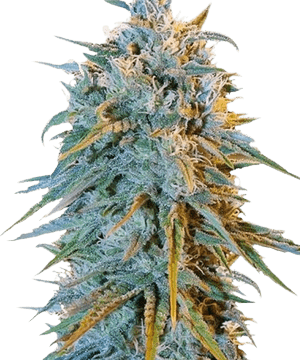 Herbies Blue Dream Feminized Seeds