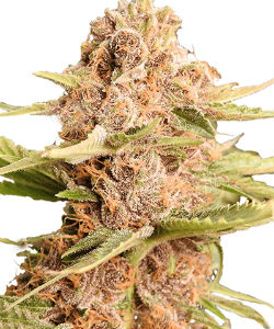 ILGM Girl Scout Cookies Feminized