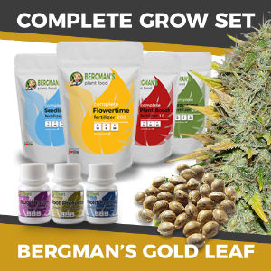 Bergman's Gold Leaf Marijuana Grow Kit