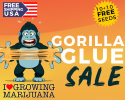 ILGM Gorilla Glue Promotion