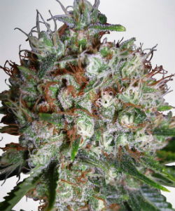 Ministry of Cannabis Review Big Bud XXL Feminized Seeds