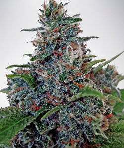 Ministry of Cannabis Blue Amnesia Autoflower Feminized Seeds