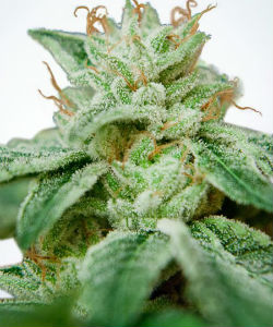 Ministry of Cannabis CBD Star Feminized Seeds