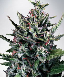 Ministry of Cannabis Silver Bullet Autoflower Feminized Seeds