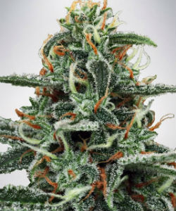Ministry of Cannabis White Widow Feminized Seeds
