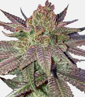 Fruity pebbles weed seeds for sale