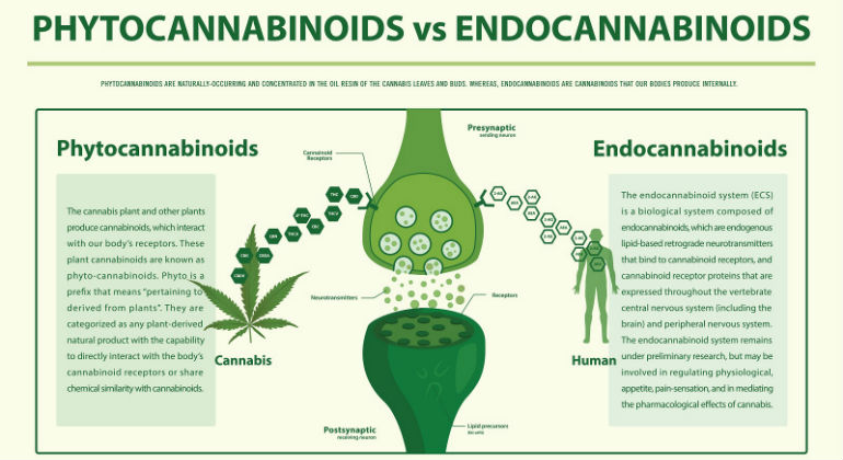 Phytocannabinoids VS Cannabinoids