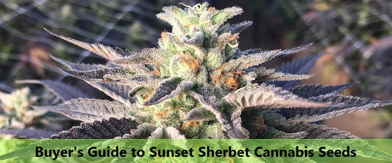 Sunset Sherbet Marijuana Seeds