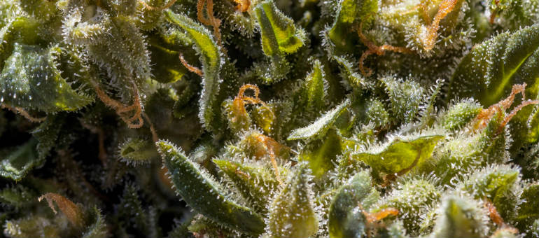 Trainwreck Cannabis Seeds Plant