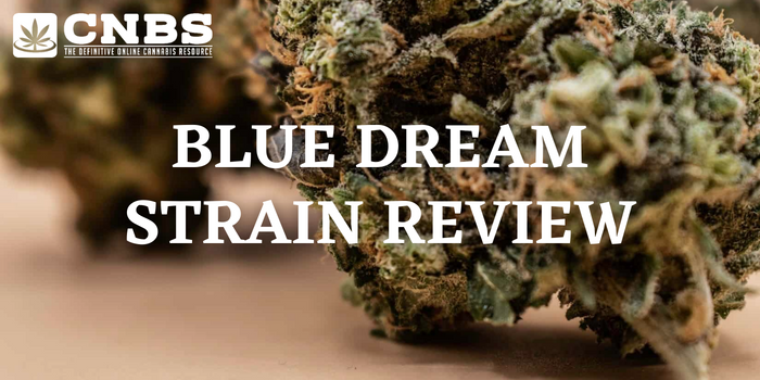 blue dream strain review