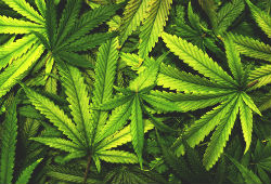 Marijuana Plant Leaves
