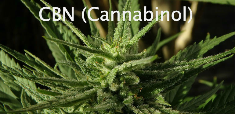 CBN Cannabinol Weed