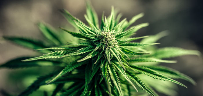 Buy Marijuana Hybrids Online