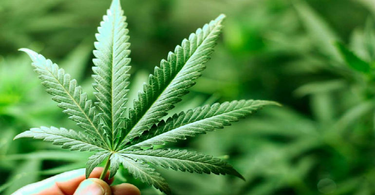 10 Fascinating Marijuana Facts - CNBS