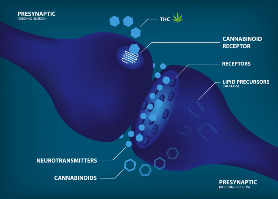 THC Cannabinoid Receptors