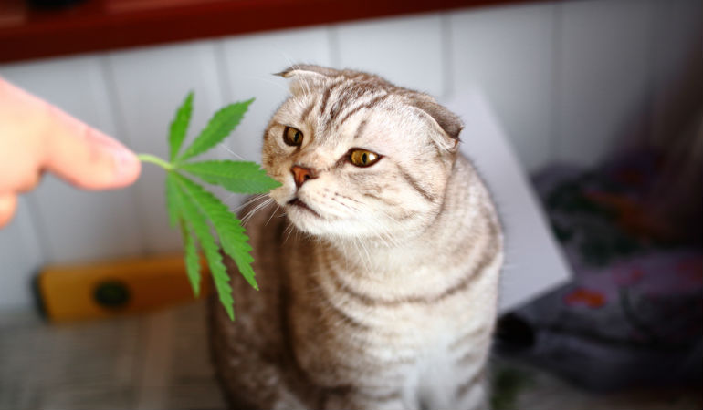 CBD Oil for Cats: The Ultimate Guide ...catological.com