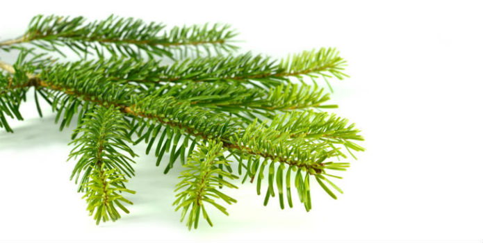 Weed Terpenes Pine